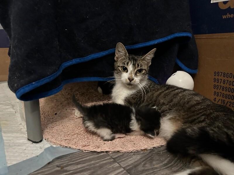 Love, Adoptable, Adult Female Domestic Short Hair.