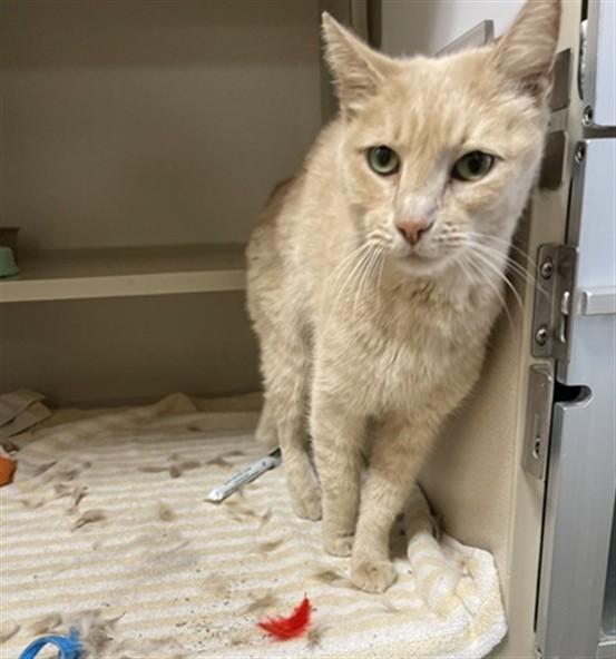 BONFIRE, Adoptable, Adult Female Domestic Short Hair.