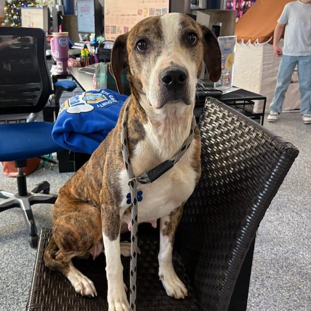 Asia, Adoptable, Adult Female Hound.