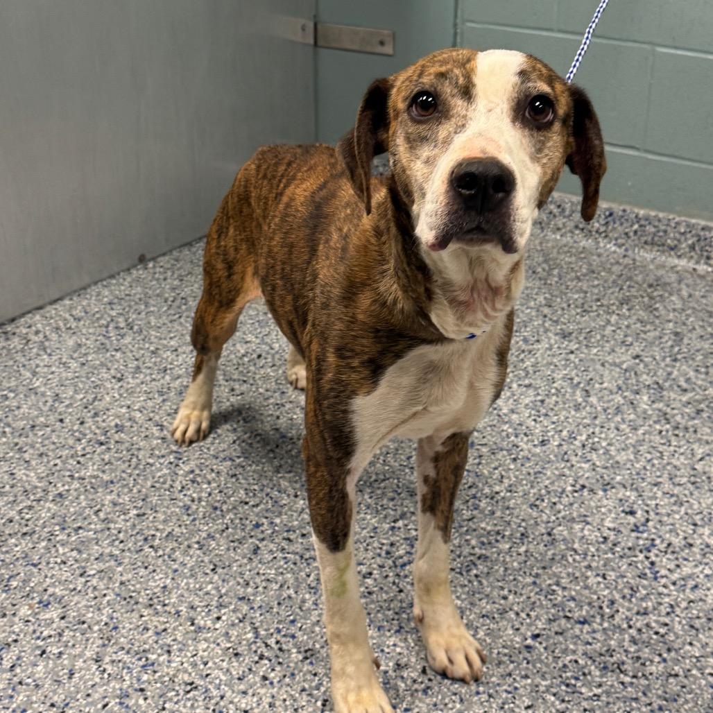 Enlarge Asia, a Adoptable mixed breed in Greenville, SC image 2/6