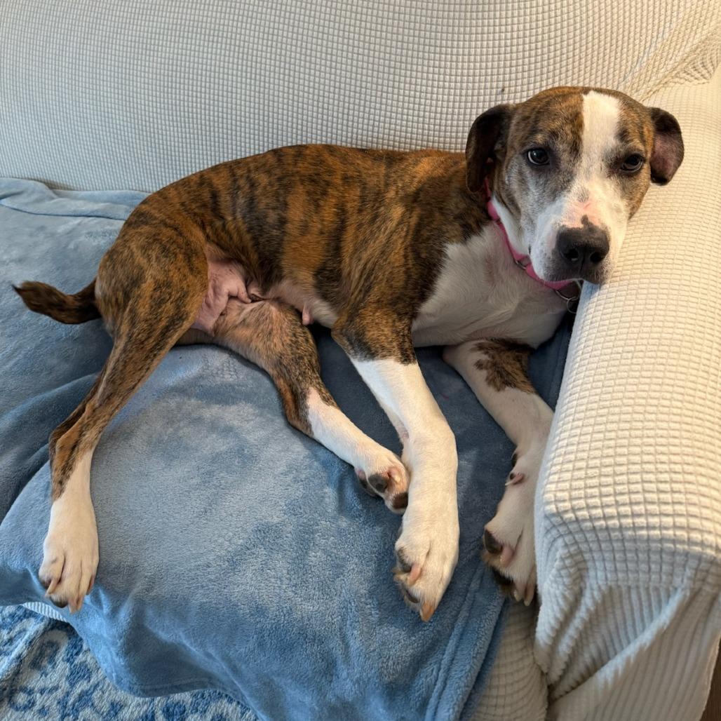 Enlarge Asia, a Adoptable mixed breed in Greenville, SC image 3/6