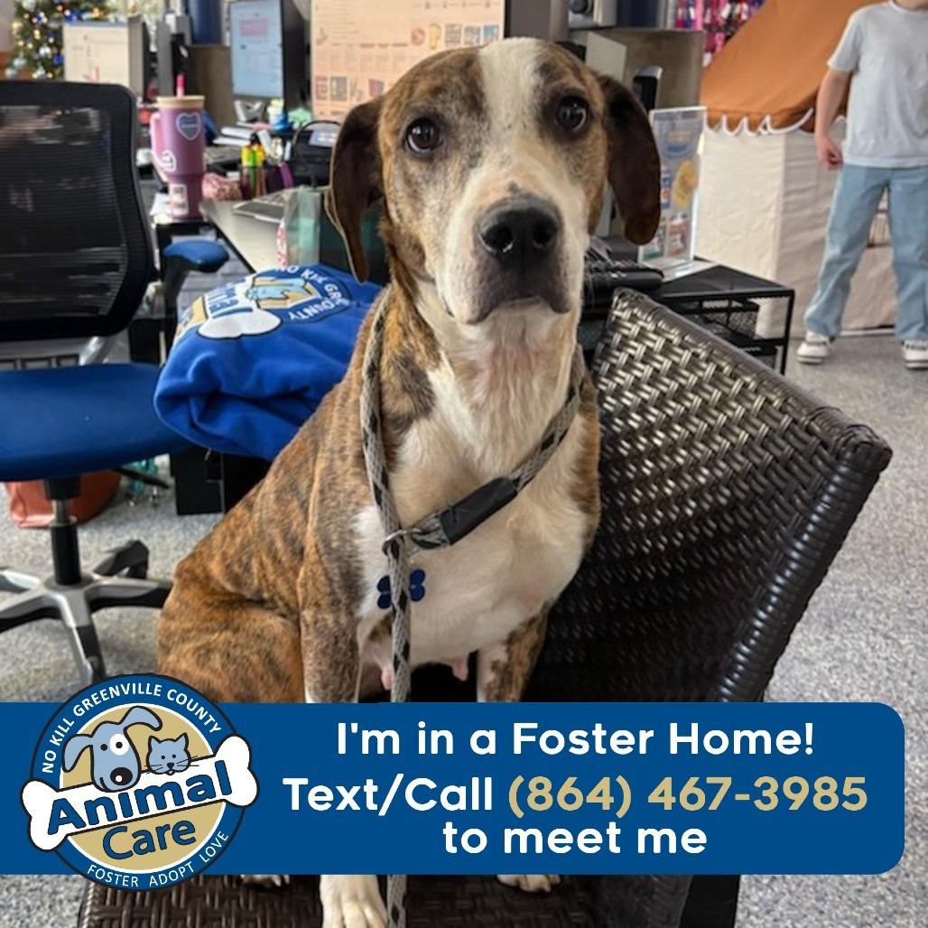 Enlarge Asia, a Adoptable mixed breed in Greenville, SC image 4/6