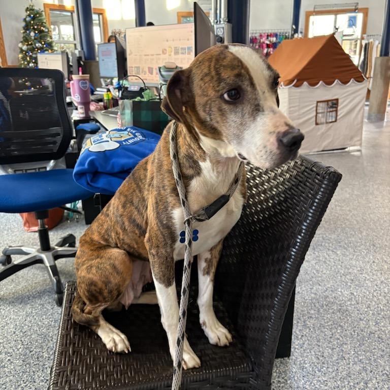 Enlarge Asia, a Adoptable mixed breed in Greenville, SC image 5/6