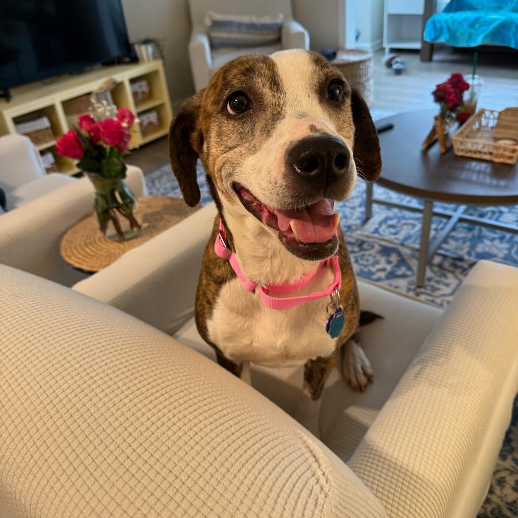 Enlarge Asia, a Adoptable mixed breed in Greenville, SC image 6/6