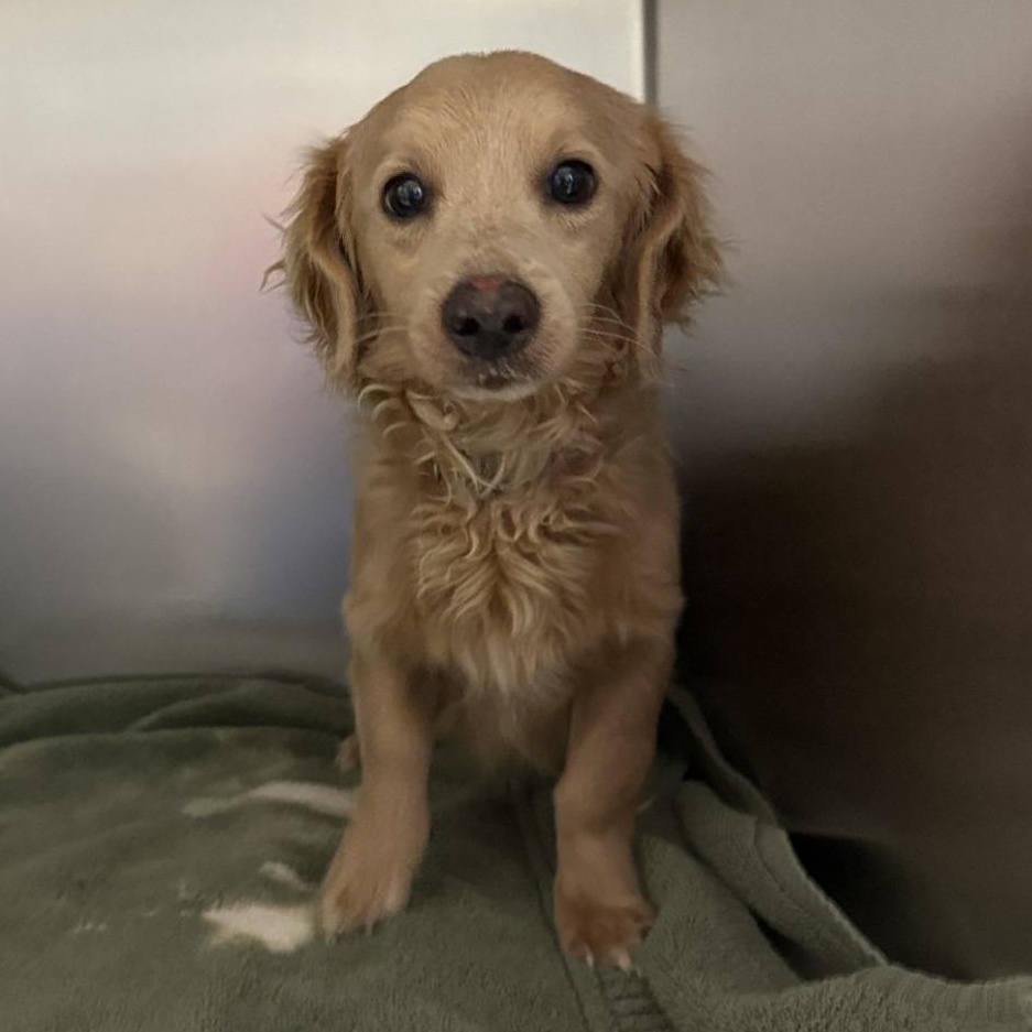 Tinsel, adopted, Adult Male Dachshund (Long Haired) & Mixed Breed.