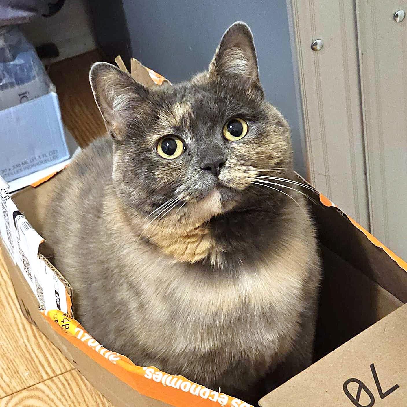 URGENT foster needed by October 1st for Ginger and Ash - bonded, Adoptable, Adult Male British Shorthair & Domestic Long Hair.