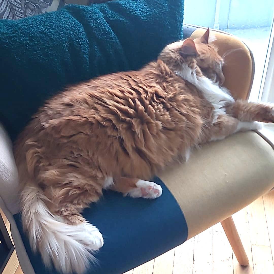 Enlarge URGENT foster needed by October 1st for Ginger and Ash - bonded, a Adoptable mixed breed in Mississauga, ON image 2/2