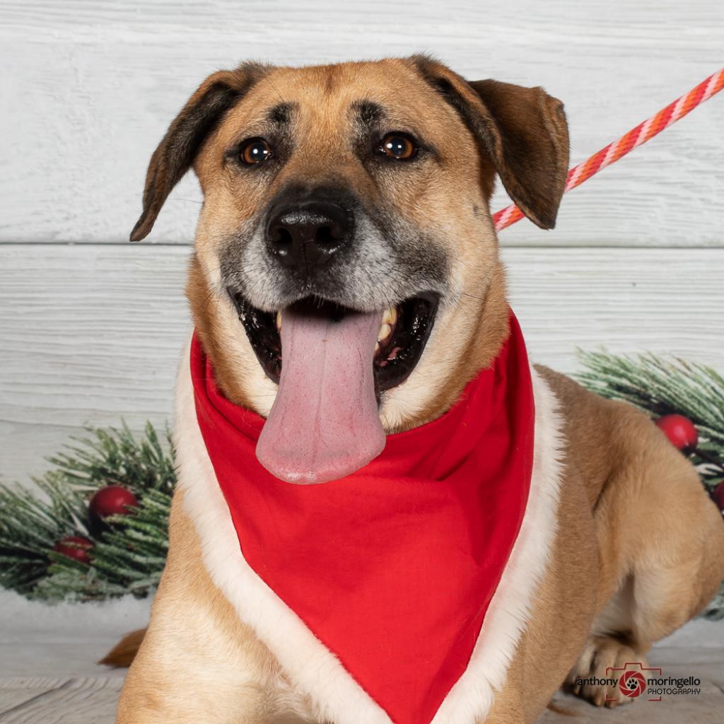 Echo, a Adoptable mixed breed in Aldie, VA image 1/6