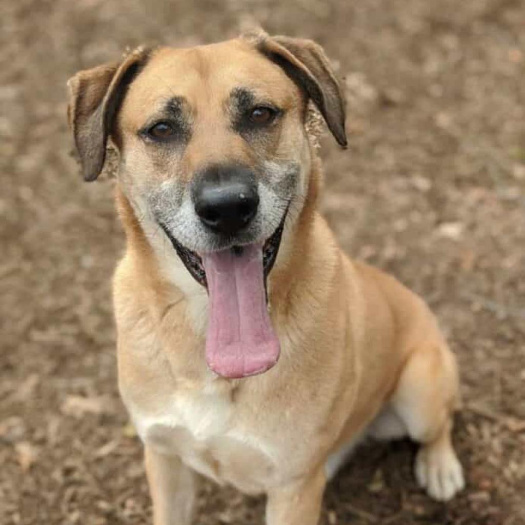 Echo, Adoptable, Senior Male Shepherd & Mixed Breed.
