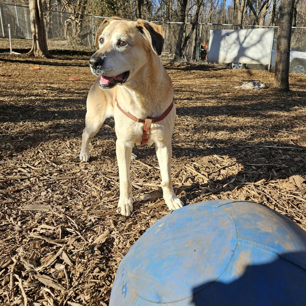 Enlarge Echo, a Adoptable mixed breed in Aldie, VA image 3/5