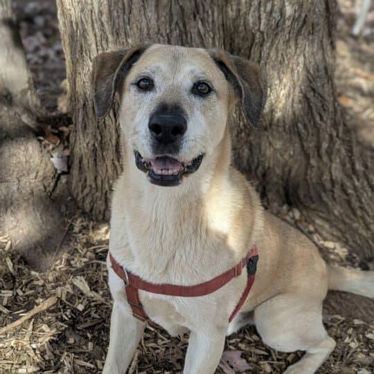 Enlarge Echo, a Adoptable mixed breed in Aldie, VA image 5/5