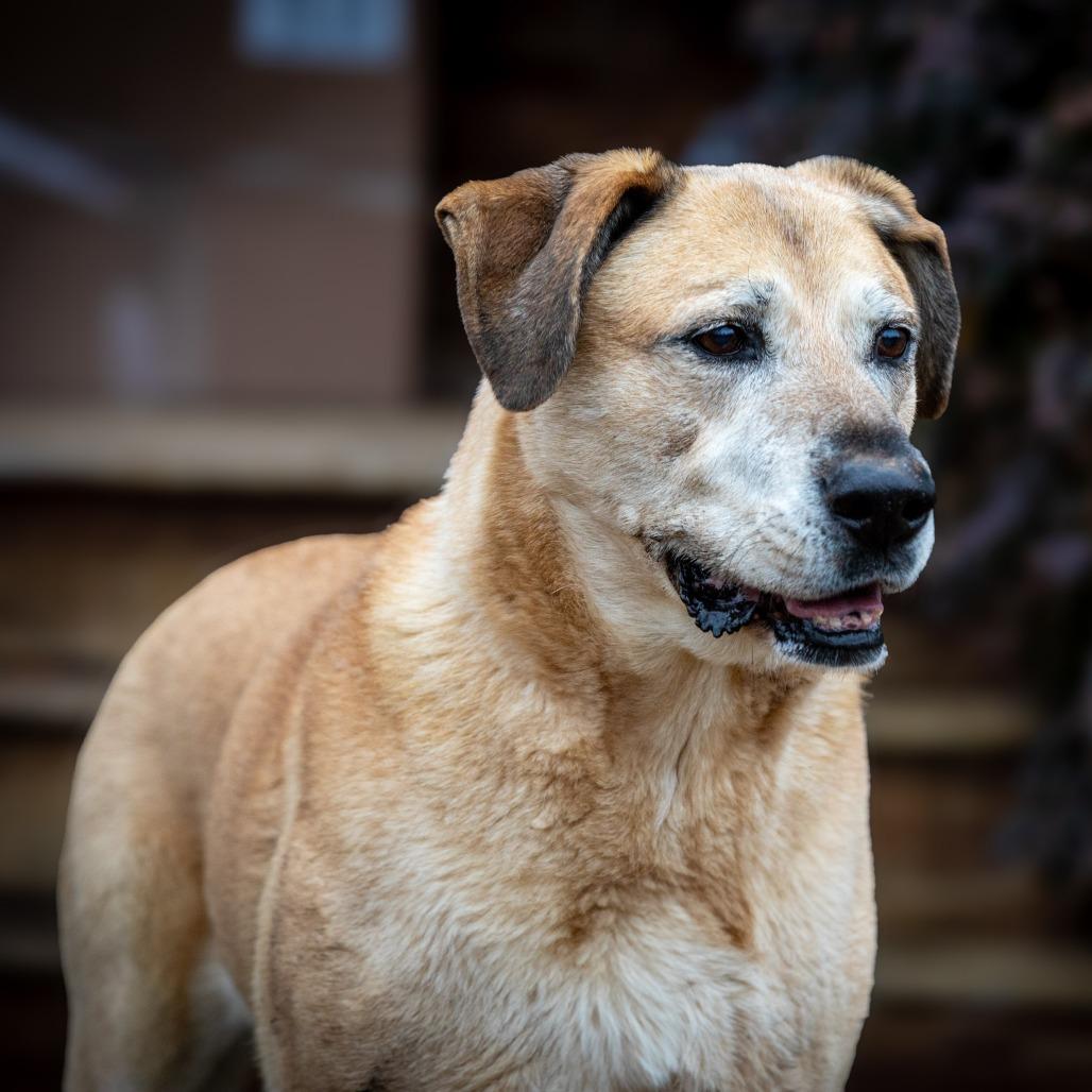 Echo, a Adoptable mixed breed in Aldie, VA image 6/6