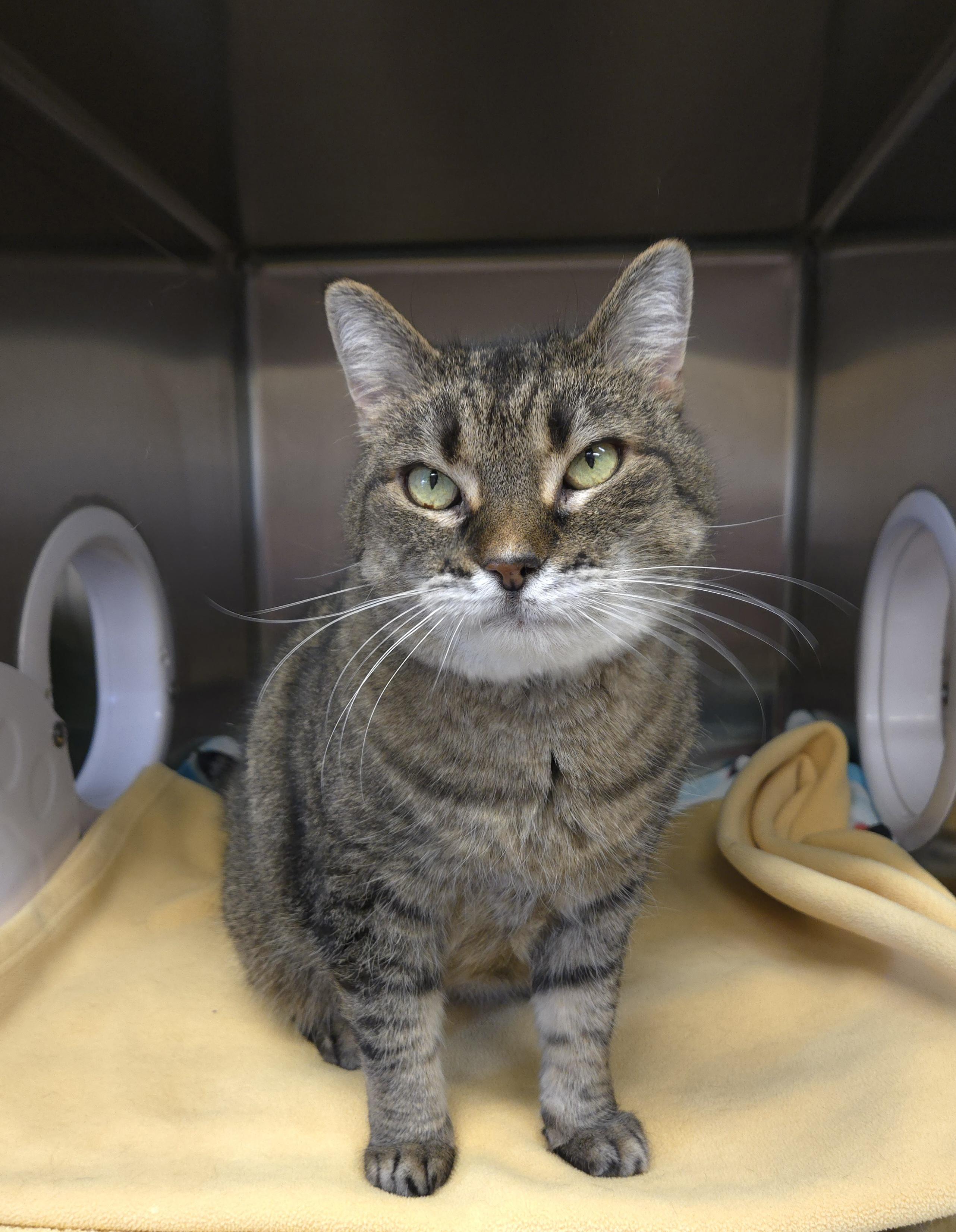 Jazzy, adopted, Senior Female Domestic Short Hair.