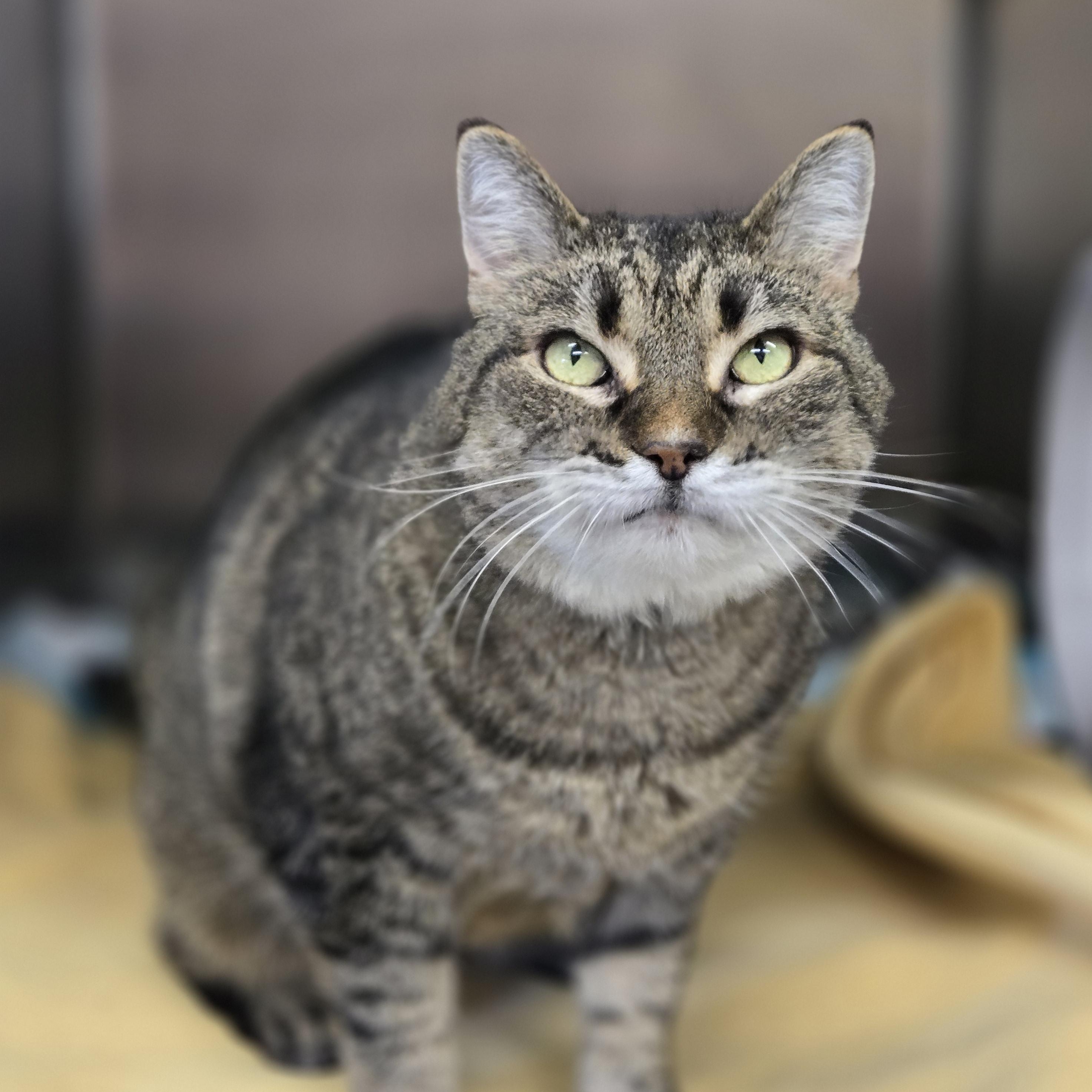 Enlarge Jazzy, an adopted Domestic Short Hair in Bowmanville, ON image 3/3