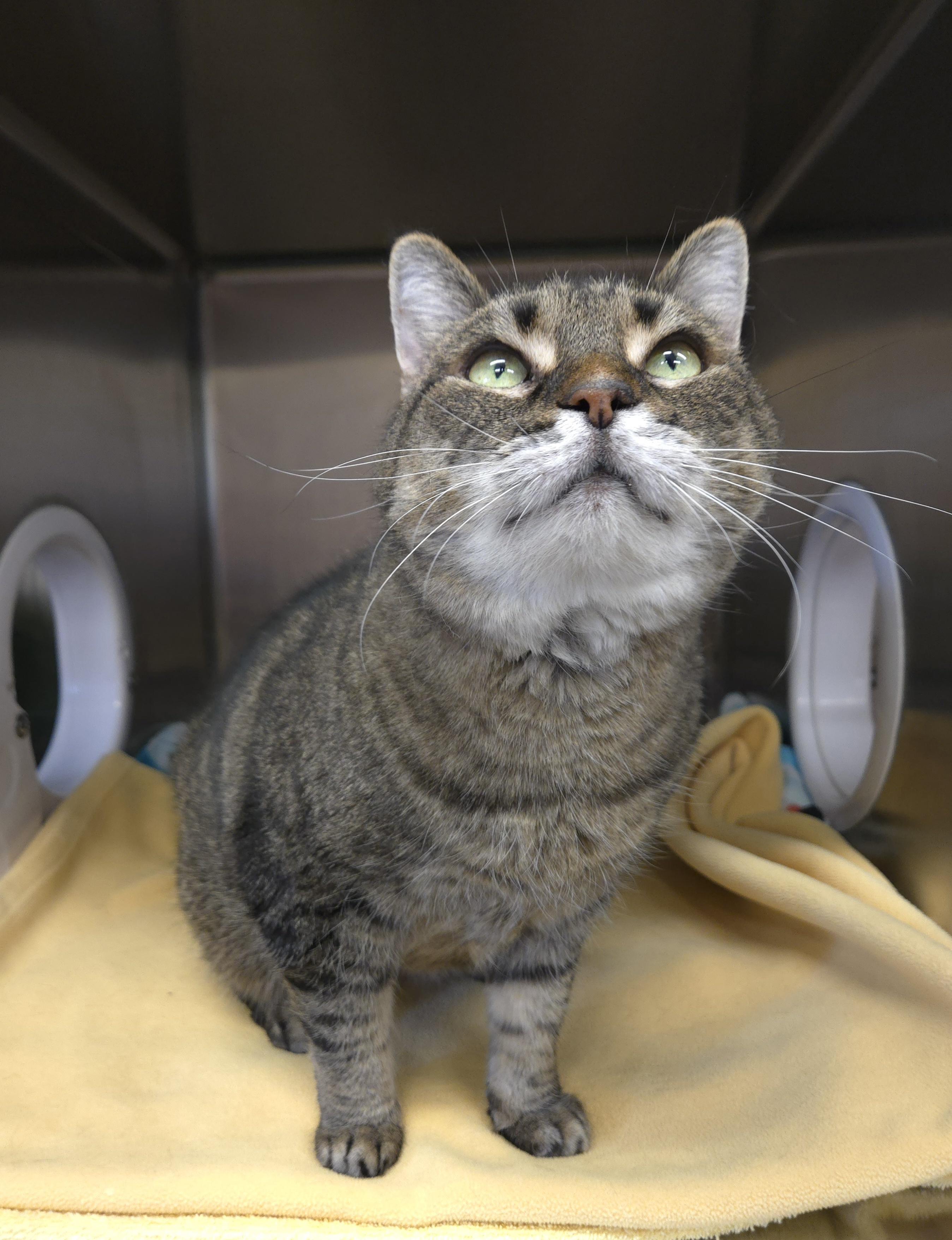 Enlarge Jazzy, an adopted Domestic Short Hair in Bowmanville, ON image 2/3