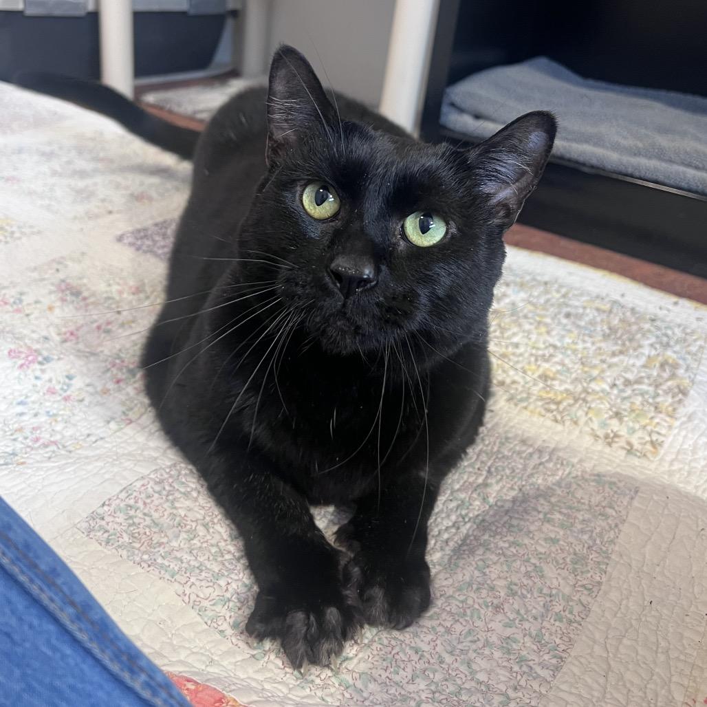 Crowley, Adoptable, Adult Male Domestic Short Hair.