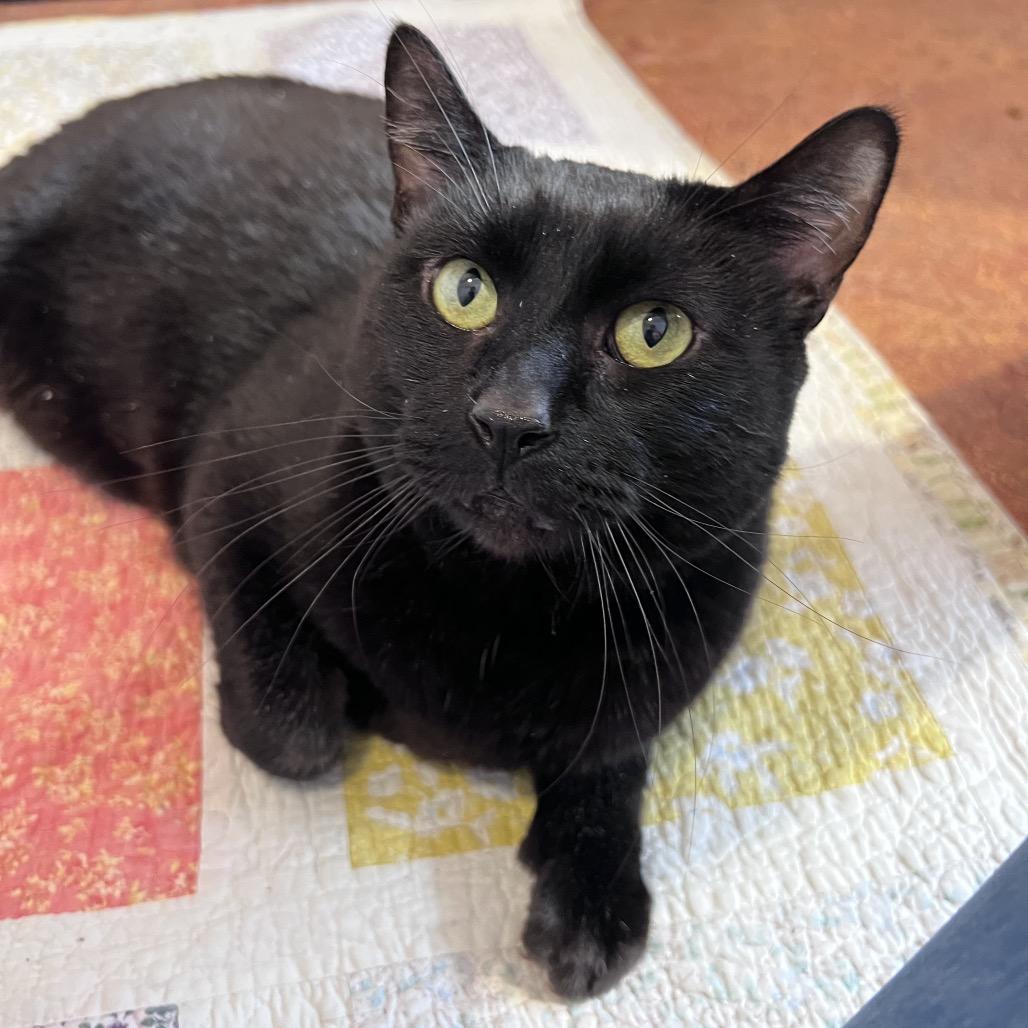 Crowley, a Adoptable Domestic Short Hair in Glenwood Springs, CO image 2/5