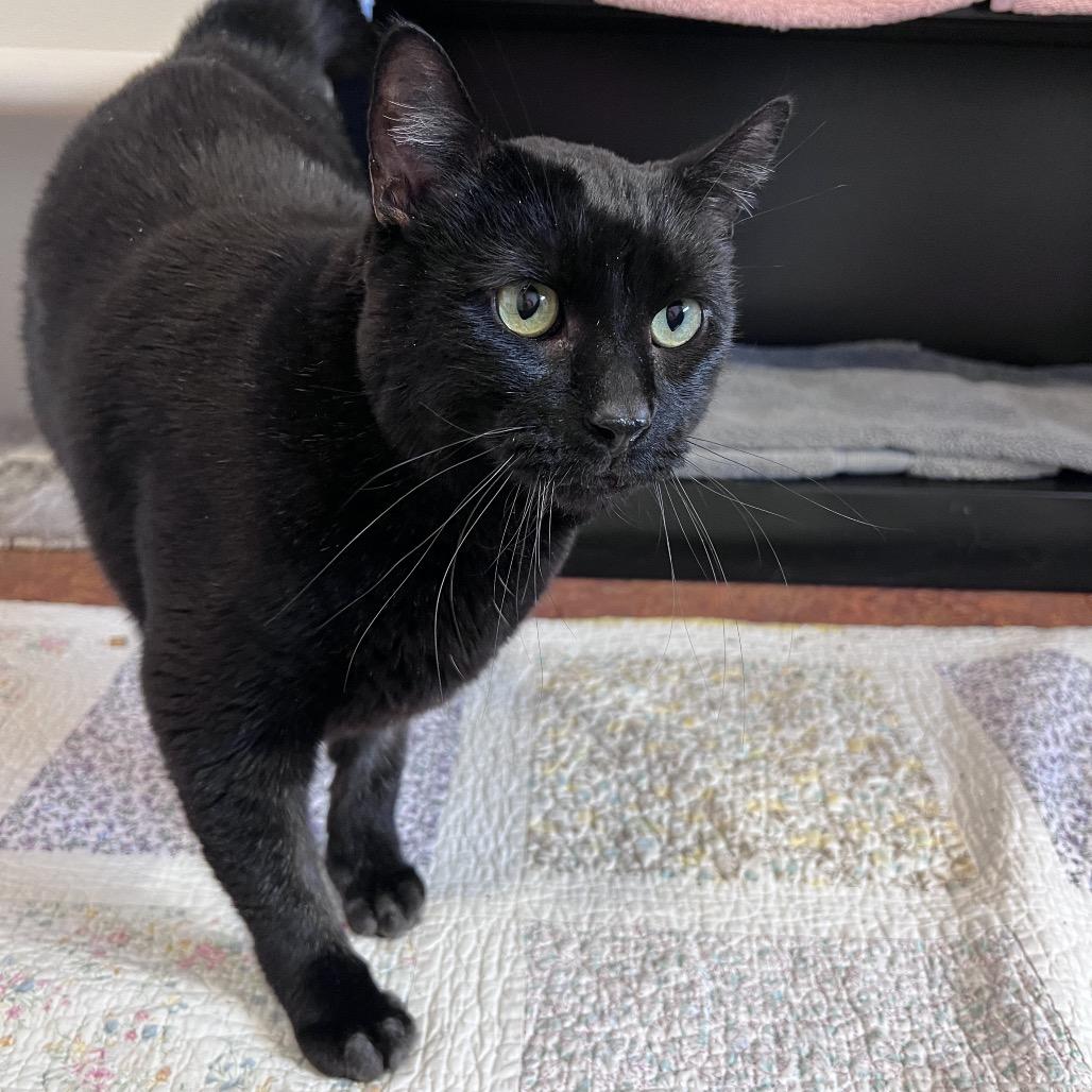 Crowley, a Adoptable Domestic Short Hair in Glenwood Springs, CO image 3/5