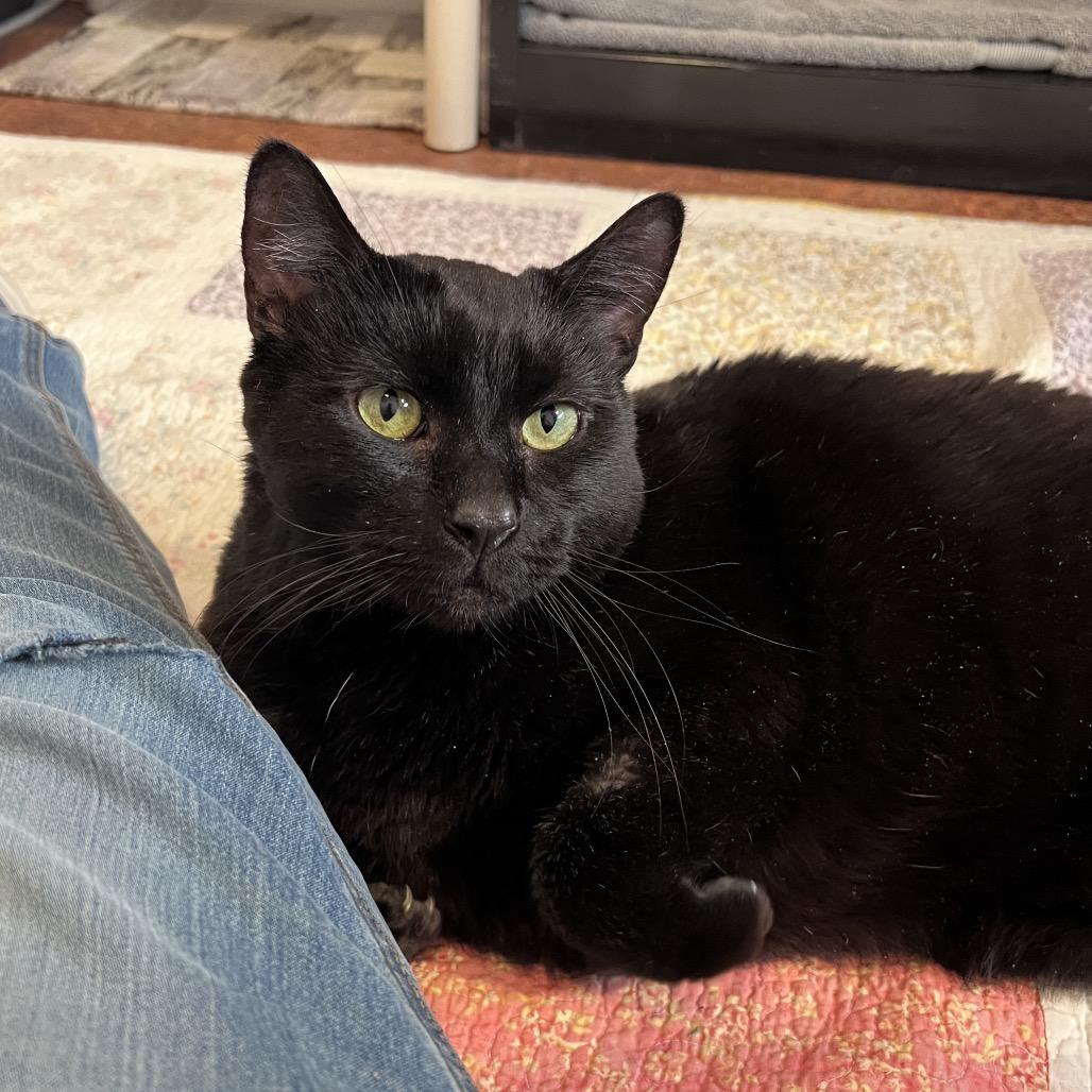 Crowley, a Adoptable Domestic Short Hair in Glenwood Springs, CO image 4/5
