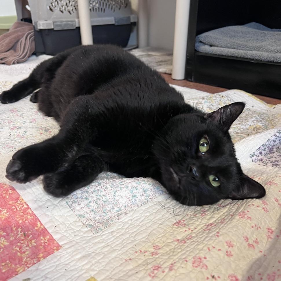 Crowley, a Adoptable Domestic Short Hair in Glenwood Springs, CO image 5/5