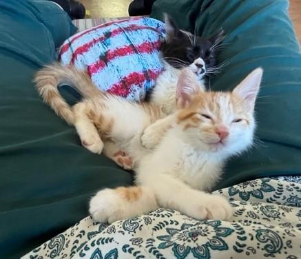 Sweet Daisy!, Baby Female unknown
