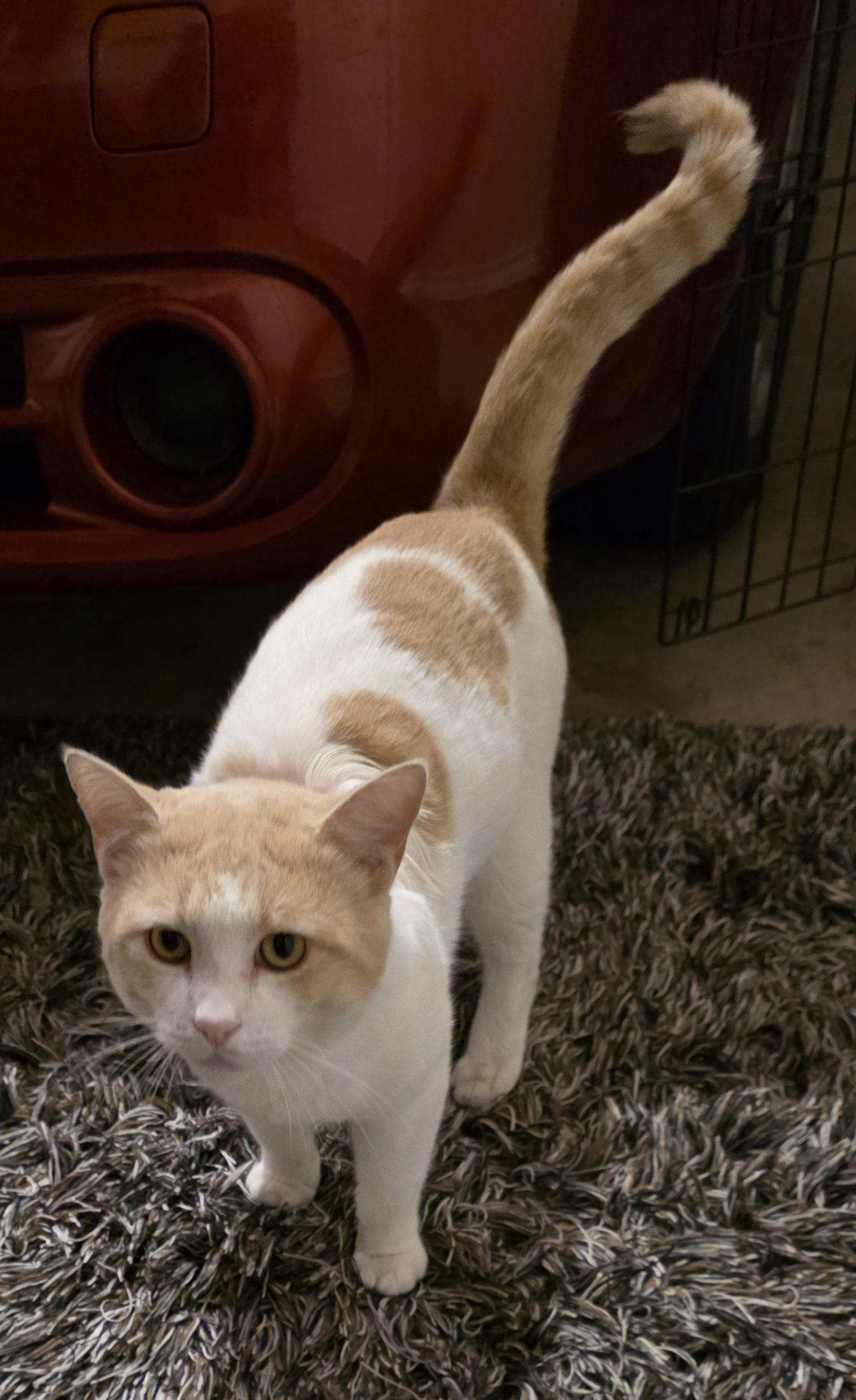 Enlarge Tommy Talker, a ADOPTABLE mixed breed in Mission, TX image 2/2