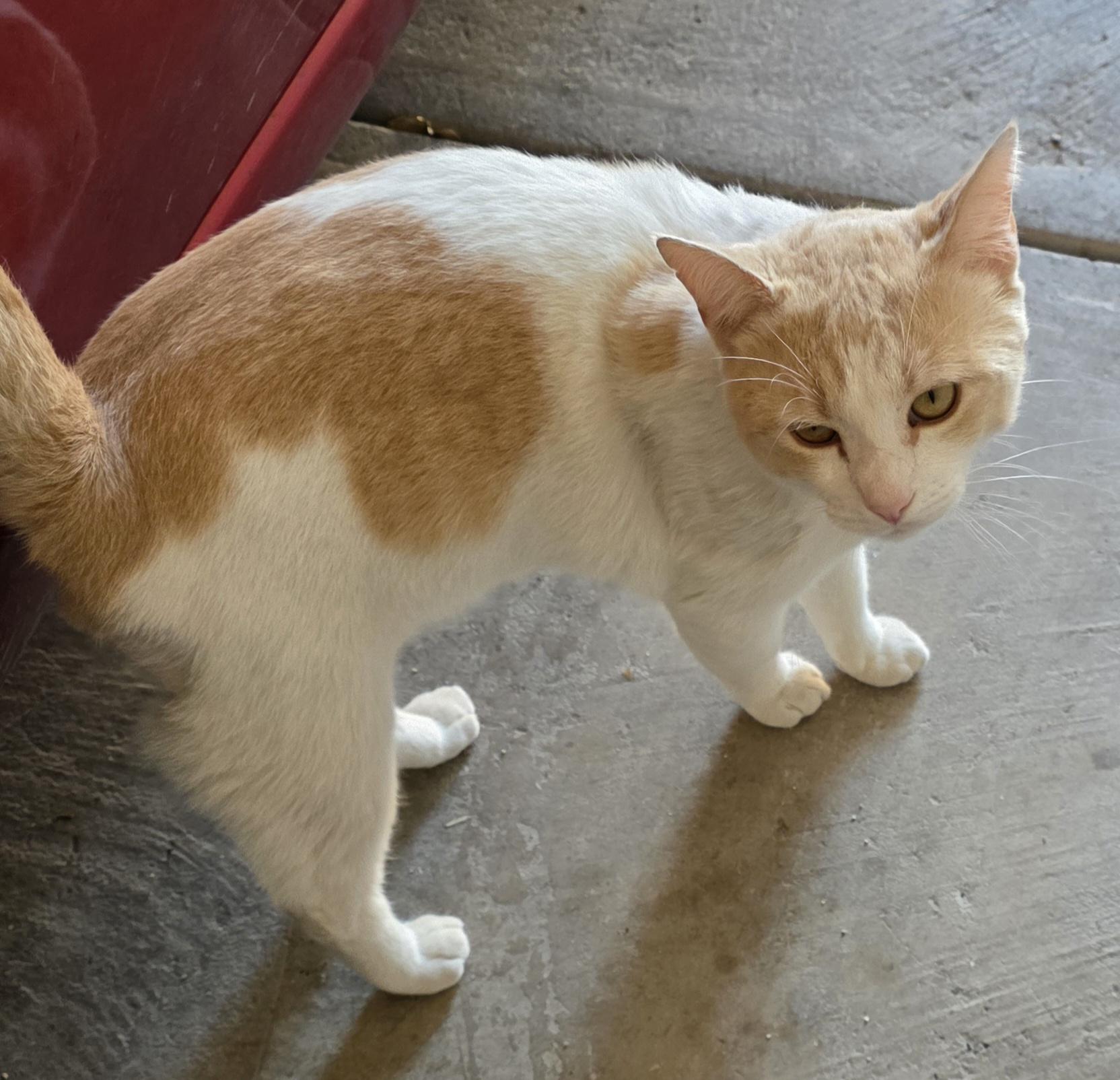 Enlarge Tommy Talker, a ADOPTABLE mixed breed in Mission, TX image 4/4