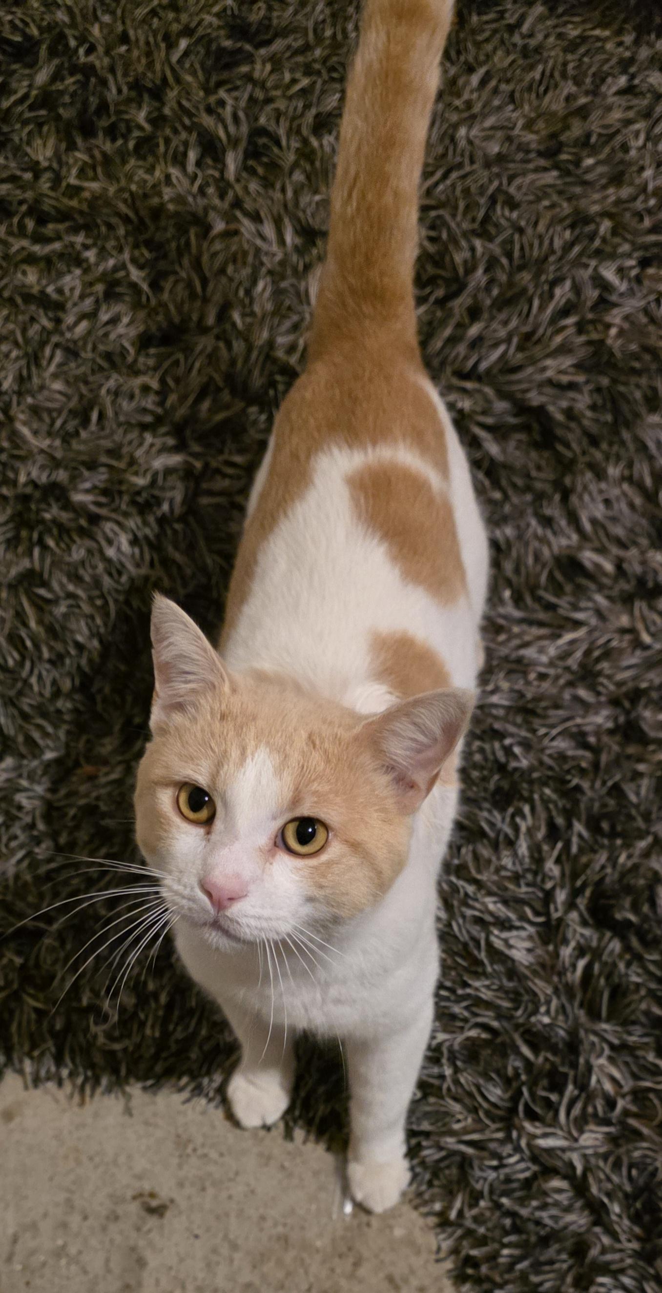 Tommy Talker, ADOPTABLE, Adult Male Domestic Short Hair.