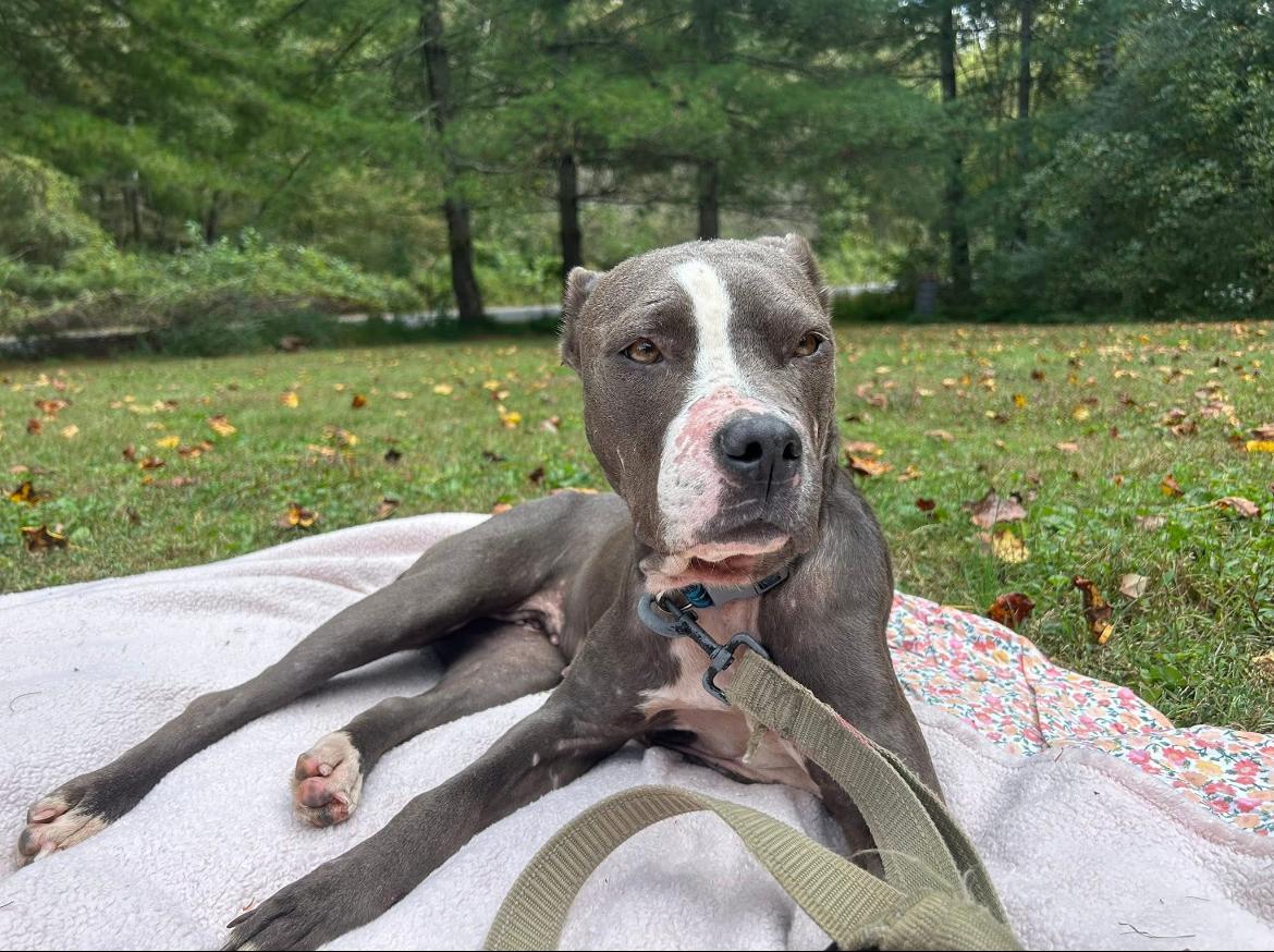 Nora, Adoptable, Senior Female Mixed Breed.