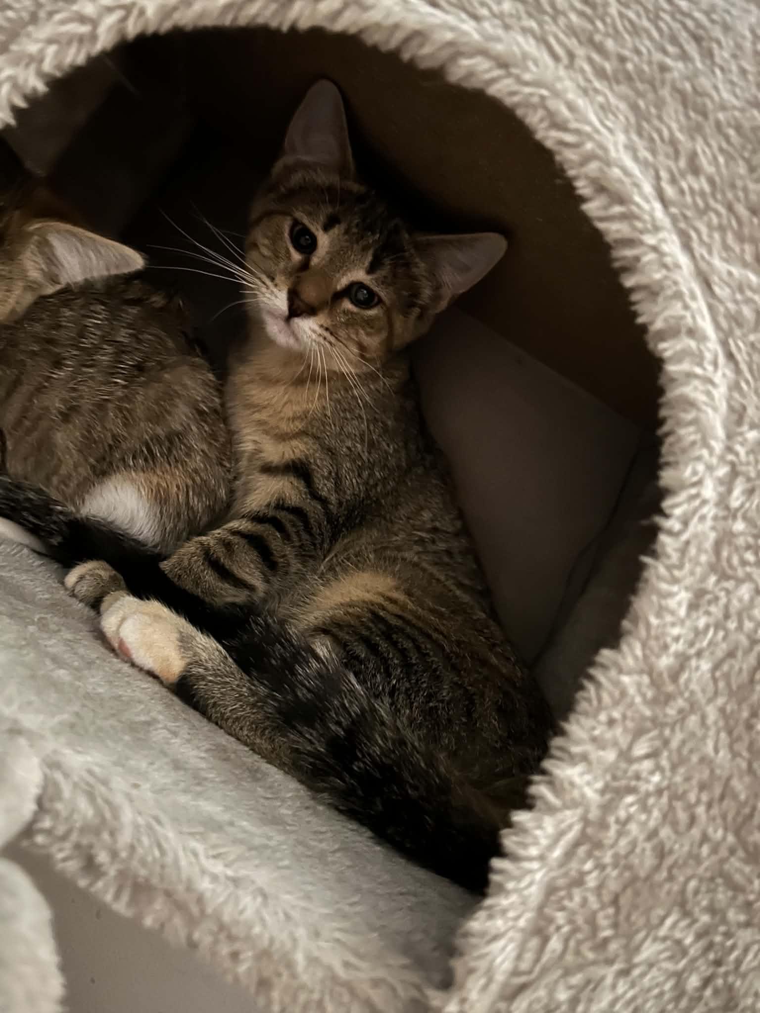 Enlarge Danu, a Adoptable Domestic Short Hair in Milwaukee, WI image 4/4