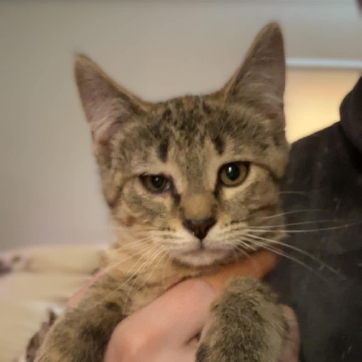 Danu, Adoptable, Kitten Female Domestic Short Hair.