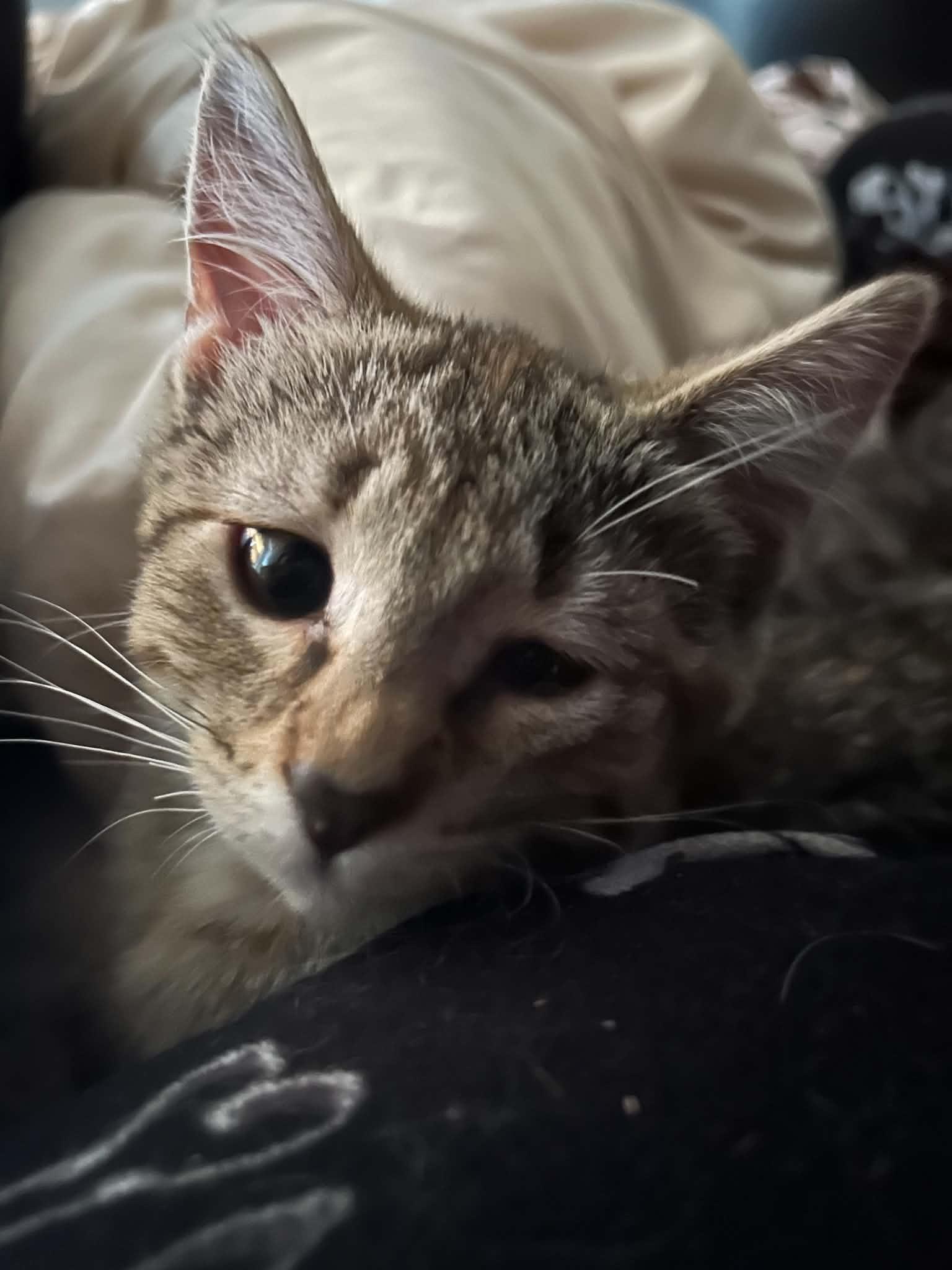 Enlarge Danu, a Adoptable Domestic Short Hair in Milwaukee, WI image 3/4