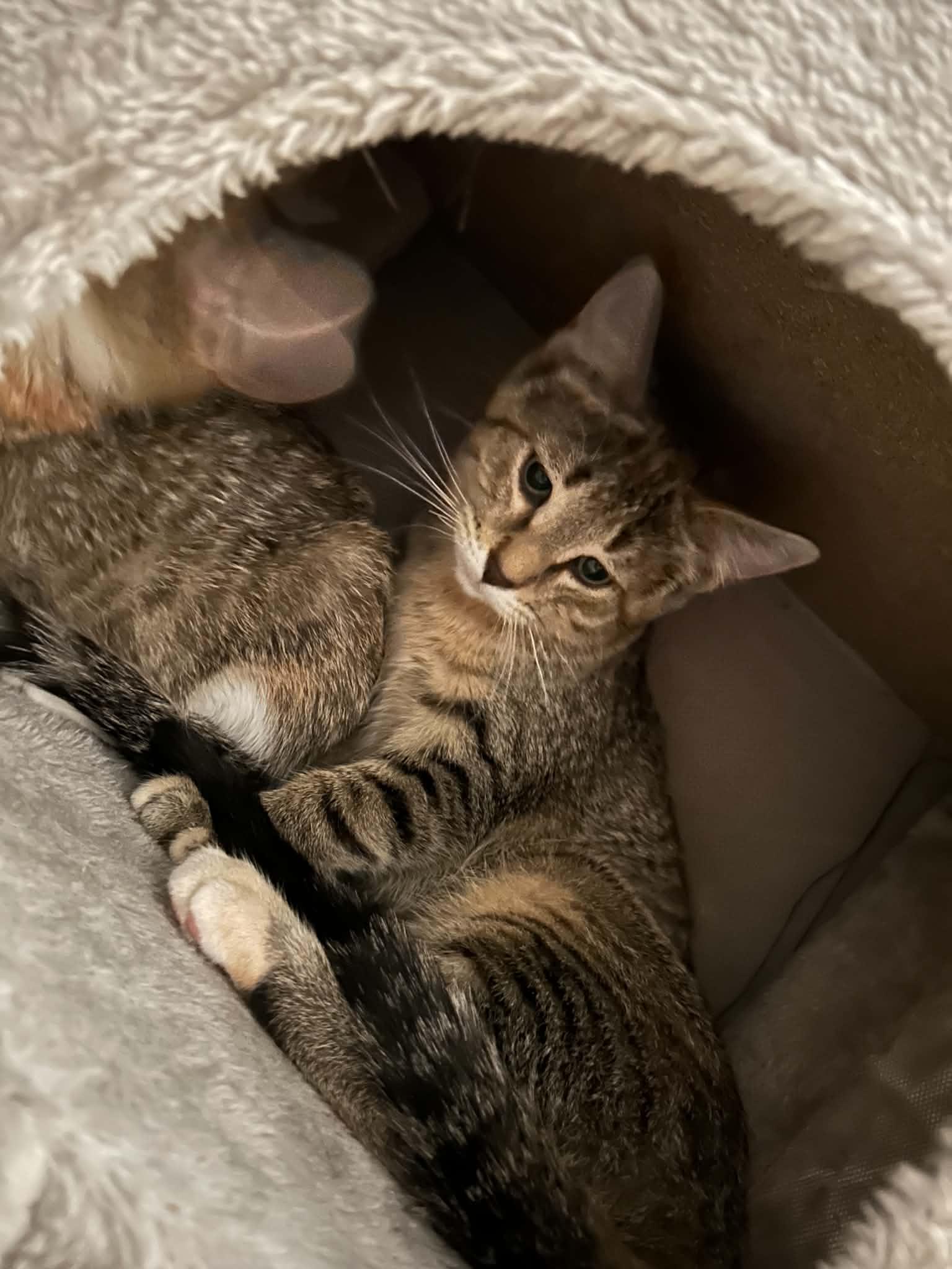 Enlarge Danu, a Adoptable Domestic Short Hair in Milwaukee, WI image 2/4