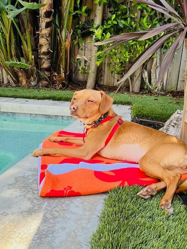 Mommastrone, a Adoptable mixed breed in Van Nuys, CA image 1/6
