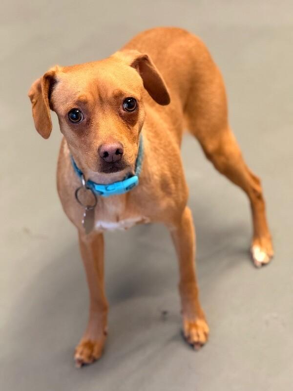 Mommastrone, Adoptable, Young Female Chihuahua & Mixed Breed.