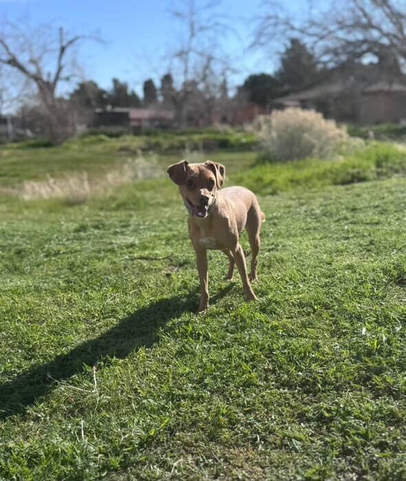 Enlarge Mommastrone, a Adoptable mixed breed in Van Nuys, CA image 2/6