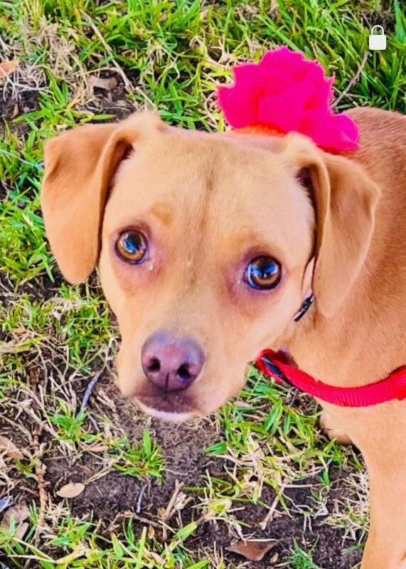 Mommastrone, a Adoptable mixed breed in Van Nuys, CA image 4/6