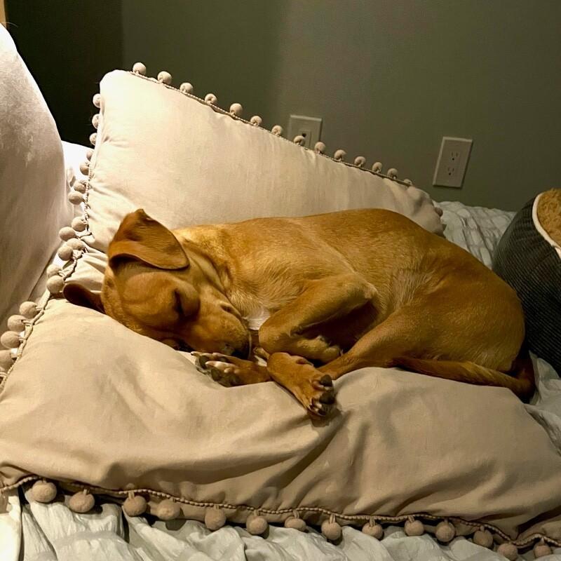 Mommastrone, a Adoptable mixed breed in Van Nuys, CA image 5/6