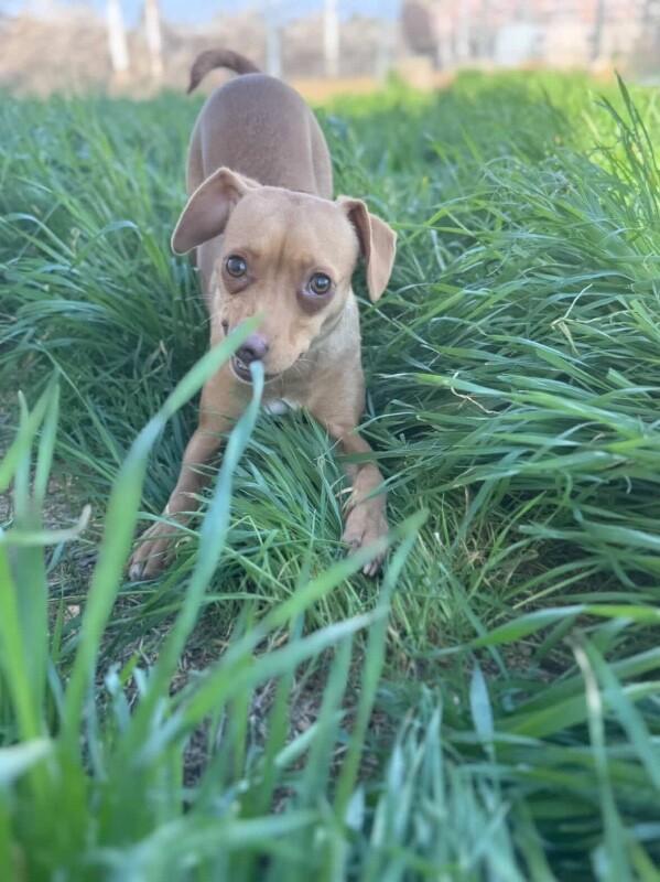 Enlarge Mommastrone, a Adoptable mixed breed in Van Nuys, CA image 3/6