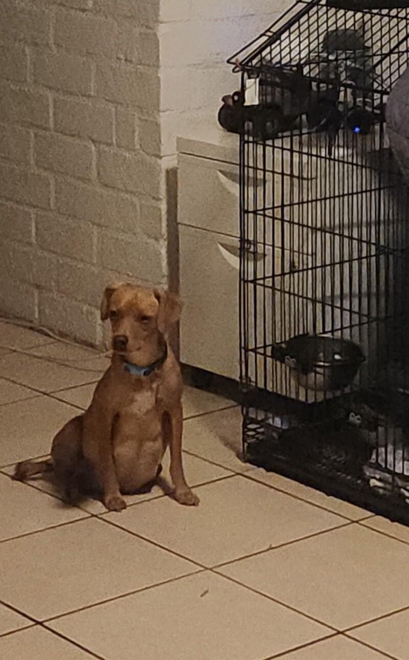 Enlarge Mommastrone, a Adoptable mixed breed in Van Nuys, CA image 4/6