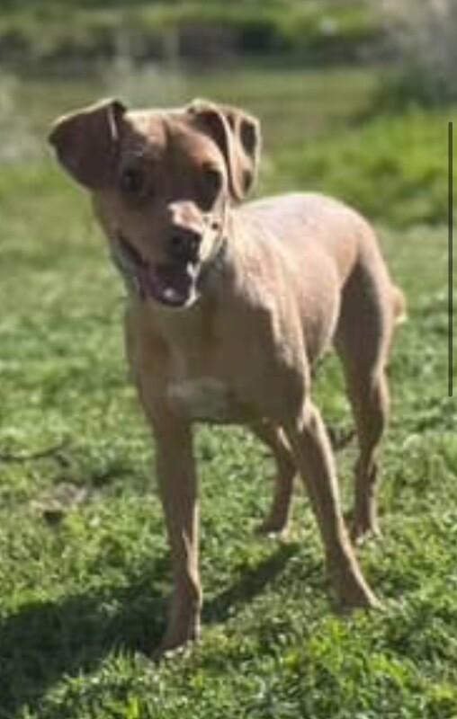 Enlarge Mommastrone, a Adoptable mixed breed in Van Nuys, CA image 5/6