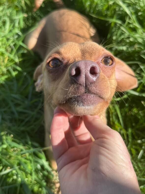 Enlarge Mommastrone, a Adoptable mixed breed in Van Nuys, CA image 5/6