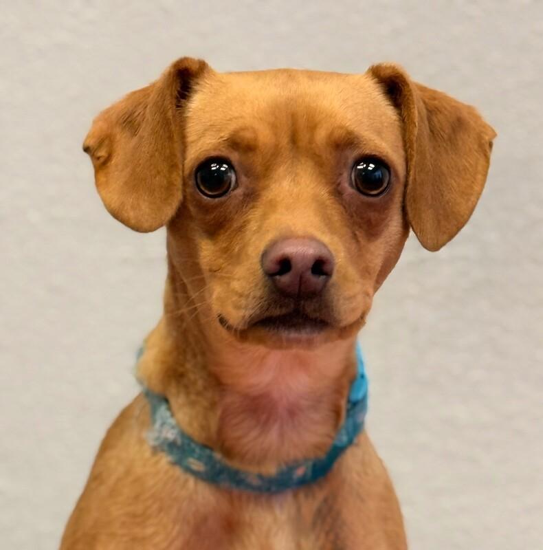 Enlarge Mommastrone, a Adoptable mixed breed in Van Nuys, CA image 6/6