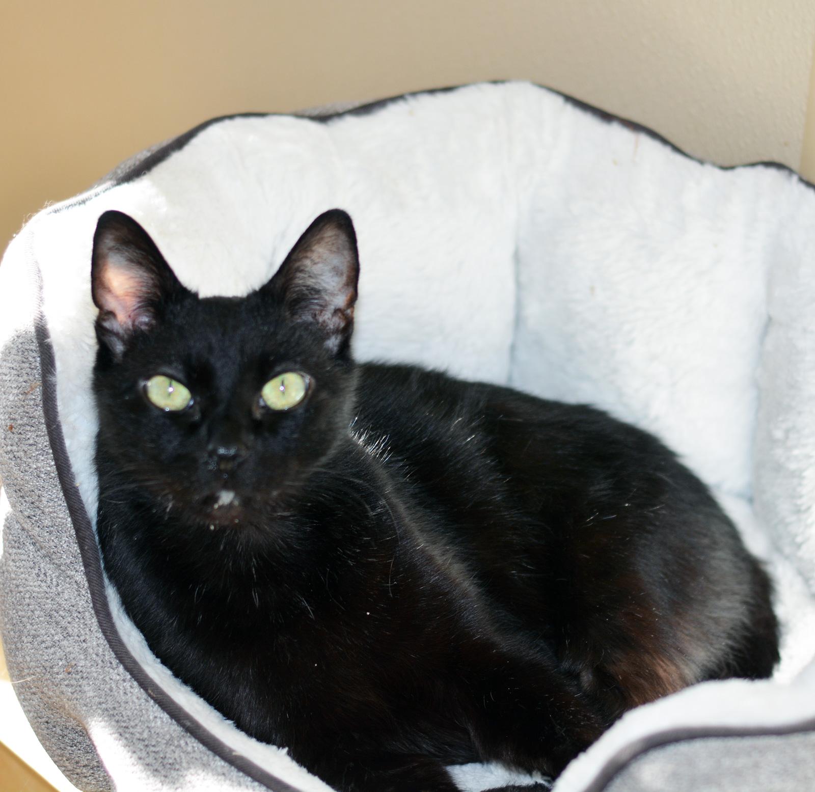 Enlarge PERRY, a ADOPTABLE Domestic Short Hair in San Clemente, CA image 2/2