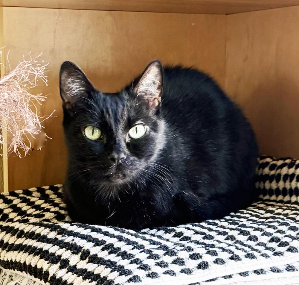 Enlarge PERRY, a ADOPTABLE Domestic Short Hair in San Clemente, CA image 1/2