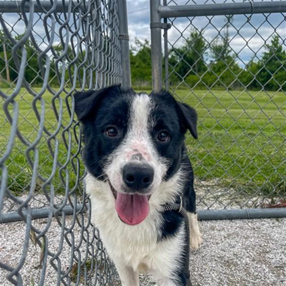 MIHAWK, Adoptable, Young Male Border Collie.