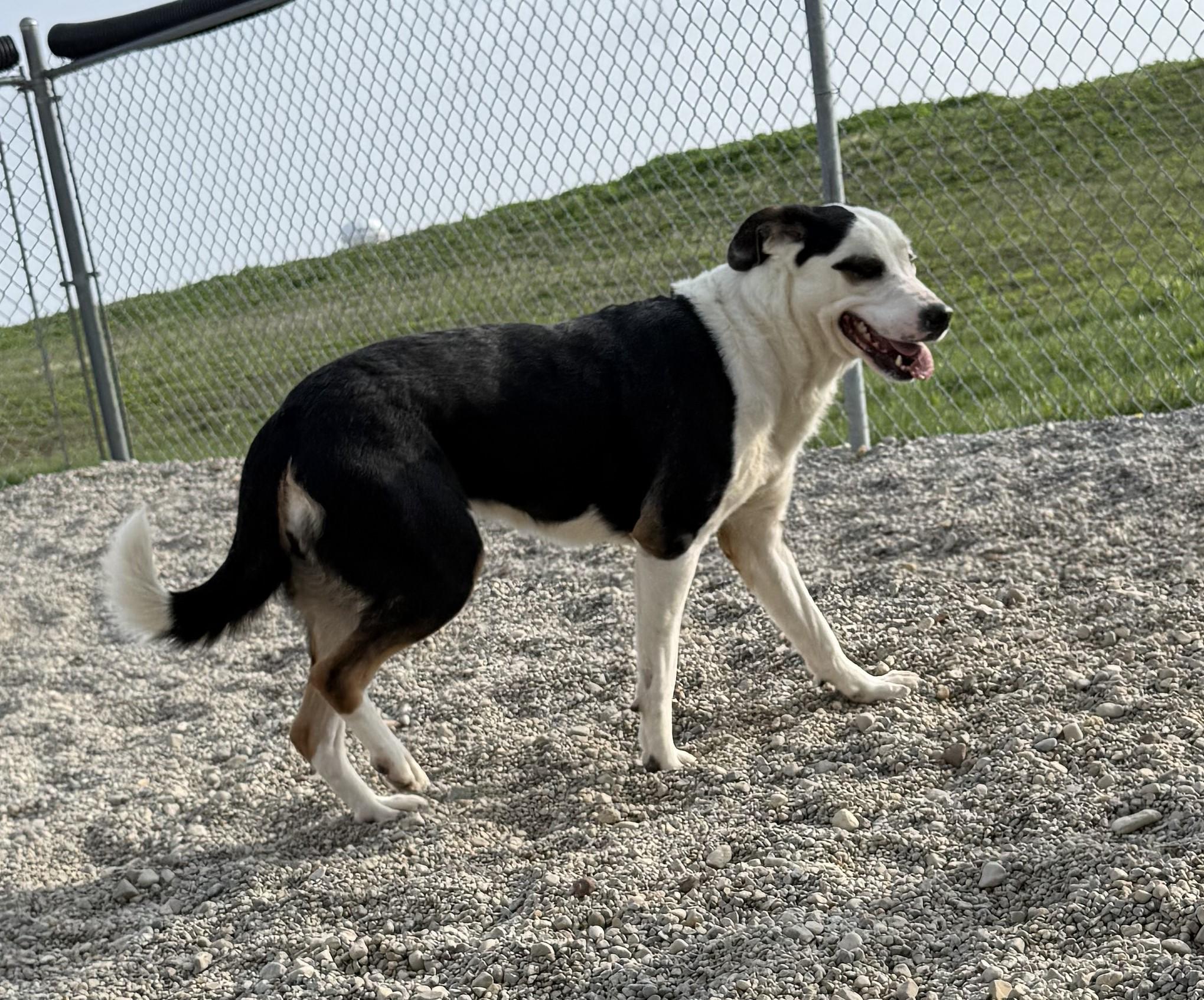 Heidi, an adopted mixed breed in Wilmington, OH image 6/6
