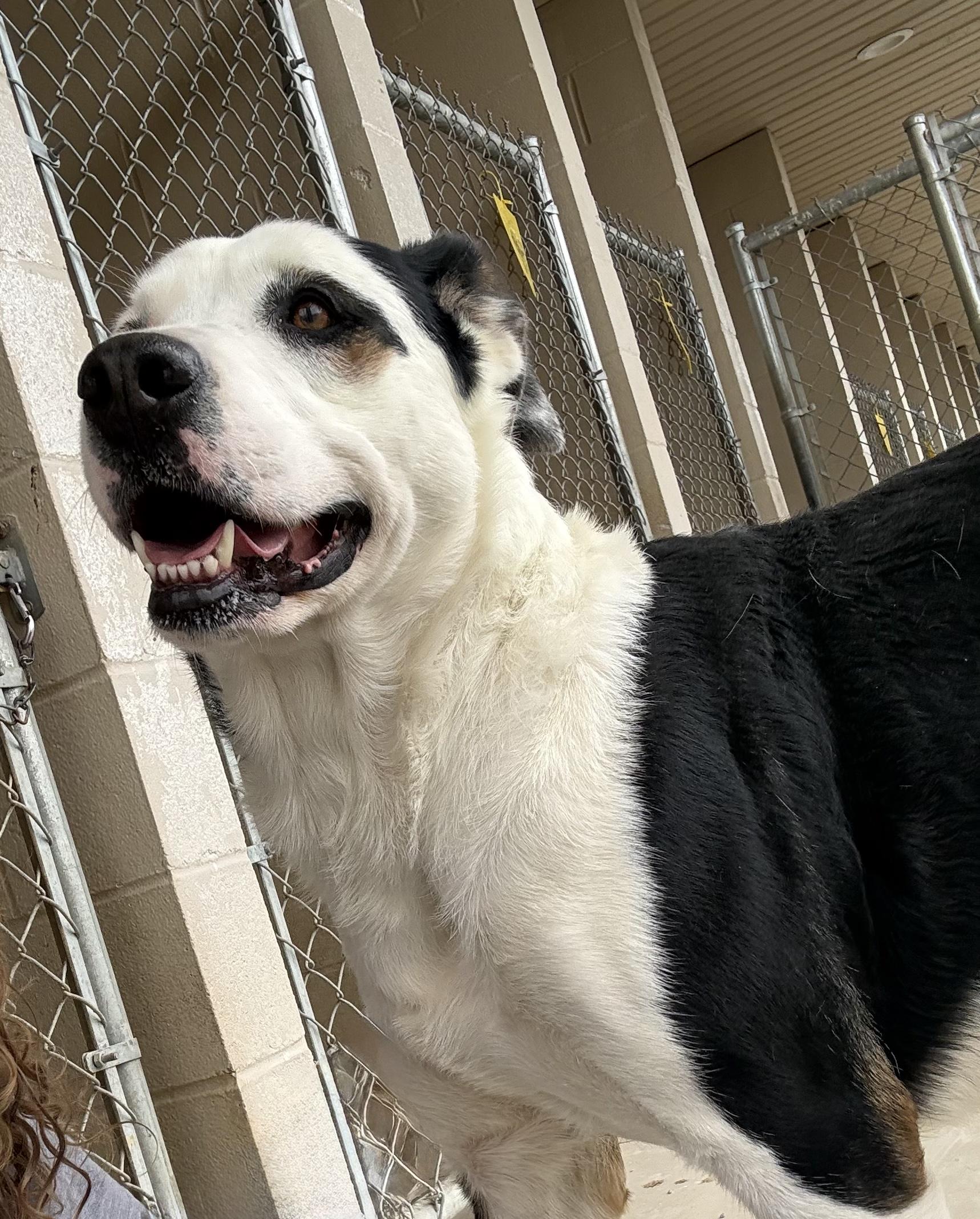 Heidi, an adopted mixed breed in Wilmington, OH image 4/6