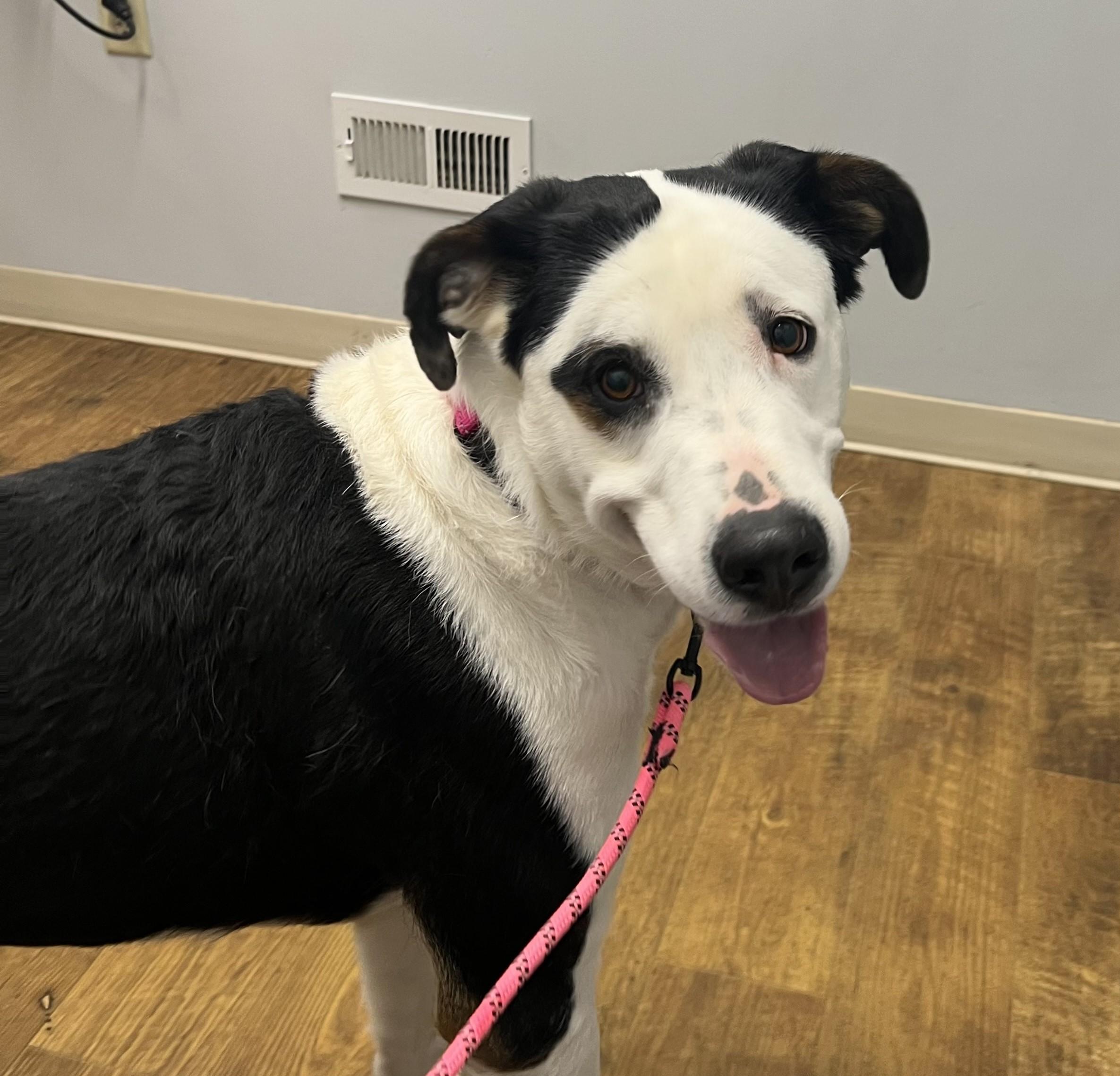 Heidi, an adopted mixed breed in Wilmington, OH image 1/6