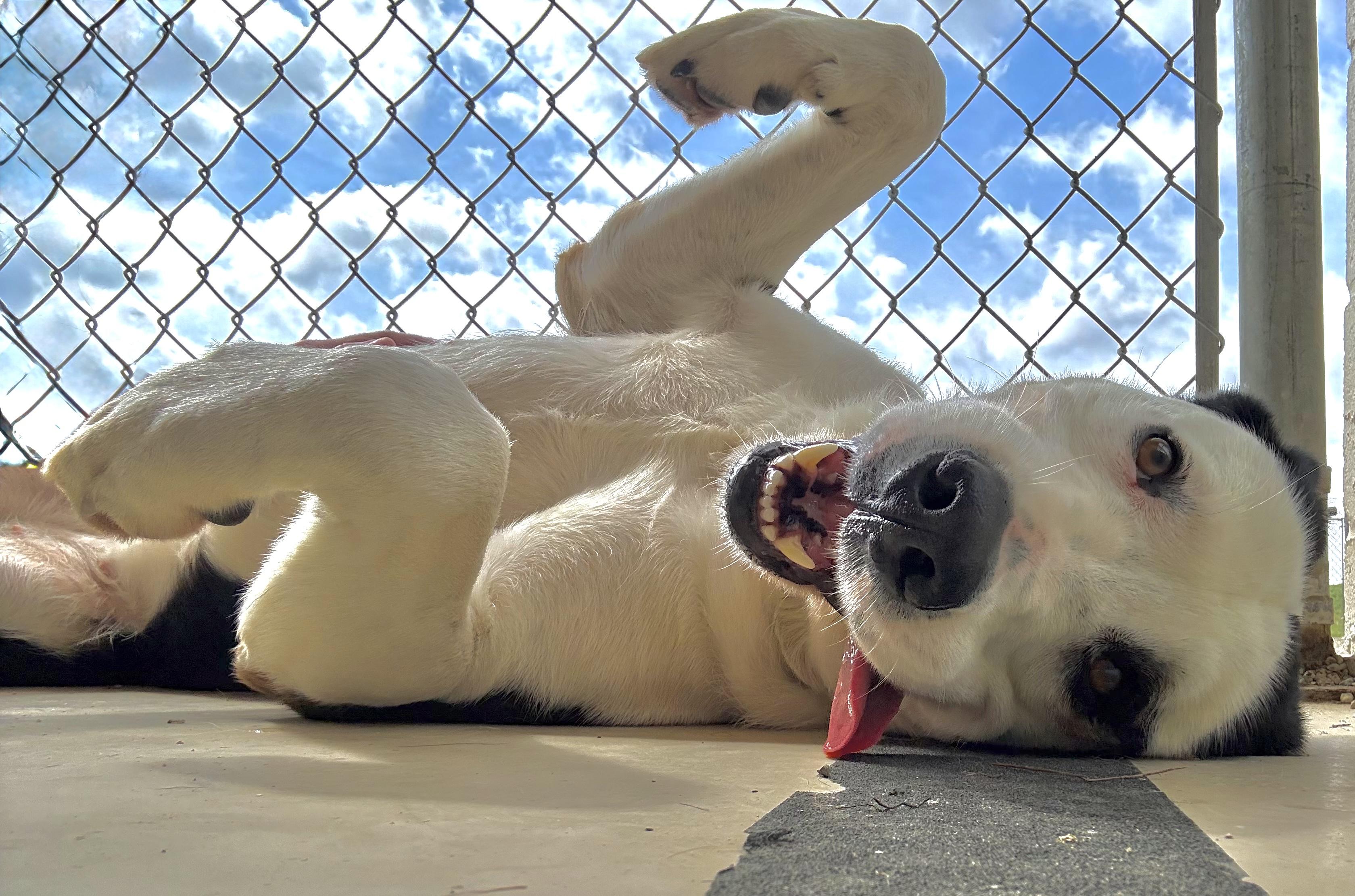 Heidi, an adopted mixed breed in Wilmington, OH image 5/6